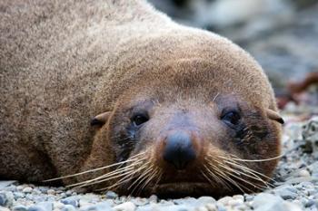 New Zealand, South Island, Kaikoura Coast, Fur Seal | Obraz na stenu