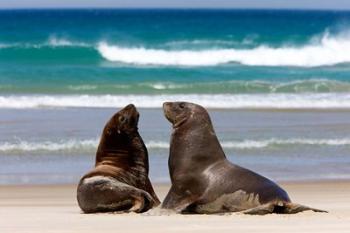 New Zealand, South Island, Hooker's Sea Lion | Obraz na stenu