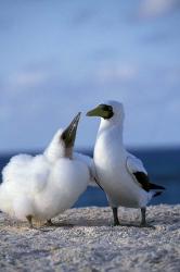 Australia, Coringa Island, Masked Booby birds | Obraz na stenu