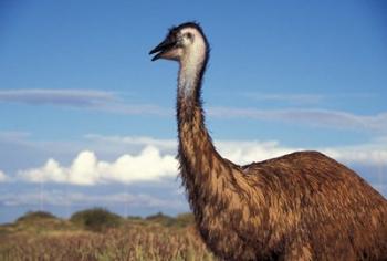Australia, Emu, flightless bird | Obraz na stenu