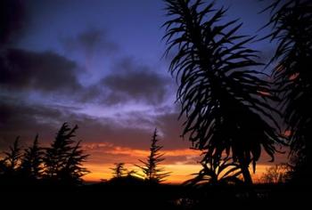 Dunedin, South Island, New Zealand, Trees and sunset | Obraz na stenu