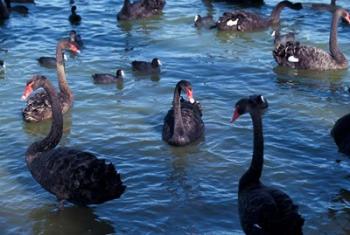 Australia, Perth, Bibra Lake Black Swans | Obraz na stenu