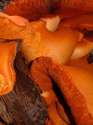 Mushrooms on Stump, New Zealand | Obraz na stenu