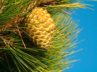 Pine Cone in Tree, New Zealand | Obraz na stenu