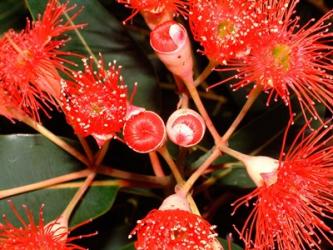 Rata Tree Blossoms, New Zealand | Obraz na stenu