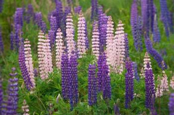 New Zealand, South Island Lupine Flower Scenic | Obraz na stenu