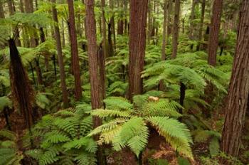 Redwoods Treewalk At The Redwoods, Rotorua, North Island, New Zealand | Obraz na stenu