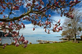 Magnolia Tree In Bloom, And Lake Taupo, Braxmere, Tokaanu, Near Turangi, North Island, New Zealand | Obraz na stenu