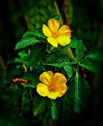 Yellow alder, Falmouth Harbor, Antigua, British West Indies | Obraz na stenu