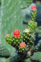 Fat plant, Antigua, West Indies, Caribbean | Obraz na stenu