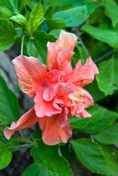 Hibiscus Flowers, Antigua, West Indies, Caribbean | Obraz na stenu