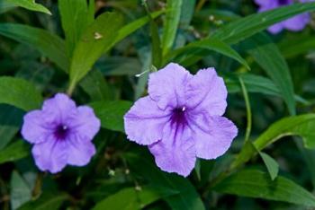 Purple Flowers, Antigua, West Indies, Caribbean | Obraz na stenu