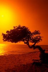 Lone Divi Divi Tree at Sunset, Aruba | Obraz na stenu