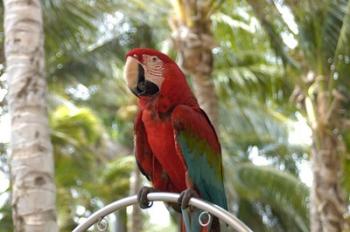 Parrot at Radisson Resort, Palm Beach, Aruba, Caribbean | Obraz na stenu