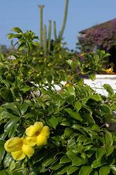 Yellow Flowers, Cacti and Home, Aruba, Caribbean | Obraz na stenu