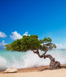 Divi Divi Tree, Eagle Beach, Aruba, Caribbean | Obraz na stenu