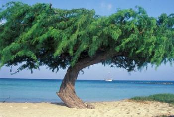 Kwihi Tree,  Aruba, Caribbean | Obraz na stenu