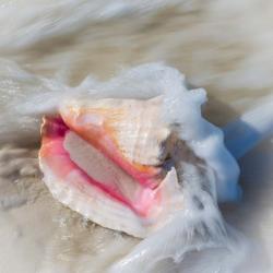 Bahamas, Little Exuma Island Conch Shell In Surf | Obraz na stenu