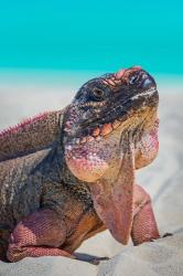 Bahamas, Exuma Island Close-Up Of Iguana On Beach | Obraz na stenu