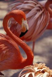 Pink Flamingo in Ardastra Gardens and Zoo, Bahamas, Caribbean | Obraz na stenu