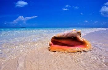 Conch at Water's Edge, Pristine Beach on Out Island, Bahamas | Obraz na stenu