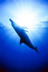 Atlantic Spotted Dolphin, Bahamas | Obraz na stenu