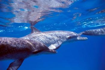 Pair of Atlantic Spotted Dolphins, Bimini, Bahamas | Obraz na stenu