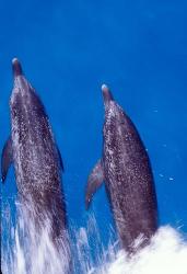 Atlantic Spotted Dolphins, Bimini, Bahamas | Obraz na stenu