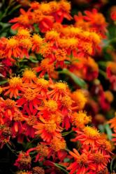 Flora along the Beach at Spanish Wells in the Bahamas | Obraz na stenu