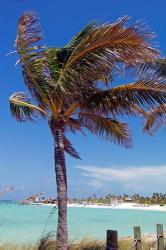 Palm Tree of Castaway Cay, Bahamas, Caribbean | Obraz na stenu