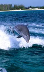 Dolphin Jumping, Grand Bahama, Bahamas | Obraz na stenu