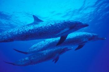 Three Spotted Dolphins, Bahamas, Caribbean | Obraz na stenu