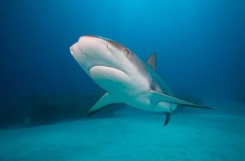 Bahamas, Freeport, Caribbean Reef Shark swimming | Obraz na stenu