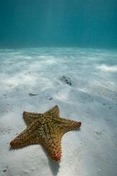 Bahamas, Marine Life, Sea star, Golden Rock Beach | Obraz na stenu