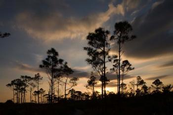 Bahamas, Lucaya NP, Setting sun on Caribbean Pine Trees | Obraz na stenu