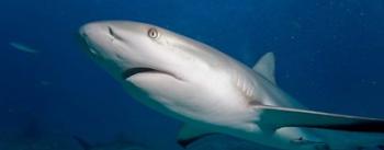 Bahamas, New Providence Island, Caribbean Reef Sharks | Obraz na stenu