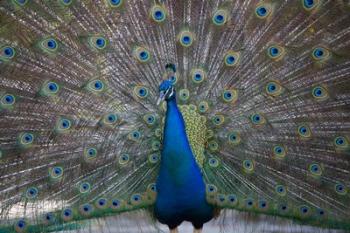 Bahamas, Nassau, Indian Peacock patterns | Obraz na stenu