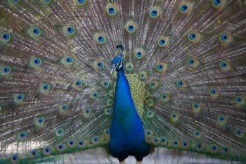 Bahamas, Nassau, Indian Peacock patterns | Obraz na stenu