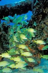 Schooling Bluestriped Grunts, Bahamas, Caribbean | Obraz na stenu