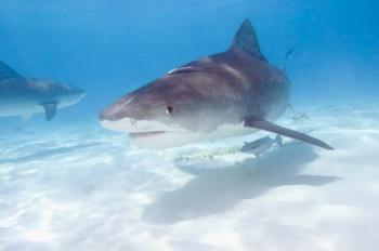 Tiger Sharks, Northern Bahamas | Obraz na stenu