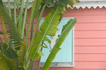 Palm and Pineapple Shutters Detail, Great Abaco Island, Bahamas | Obraz na stenu