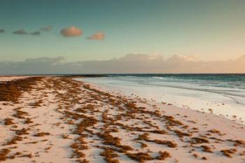 Bahamas, Eleuthera, Harbor Island, Pink Sand Beach with seaweed | Obraz na stenu