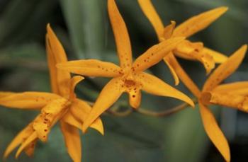 Orange Orchids, Barbados, Caribbean | Obraz na stenu