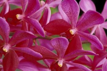 Pink Orchids, Barbados, Caribbean | Obraz na stenu