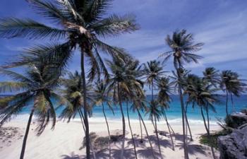 Palm Trees on St Philip, Barbados, Caribbean | Obraz na stenu