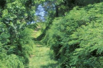 View of Path Through Trees, Bermuda, Caribbean | Obraz na stenu