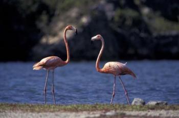 Pink Flamingos on Lake Goto Meer, Bonaire, Caribbean | Obraz na stenu