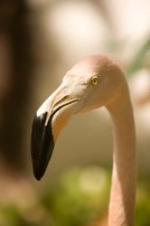 Caribbean, Bonaire, Flamingos, tropical bird | Obraz na stenu