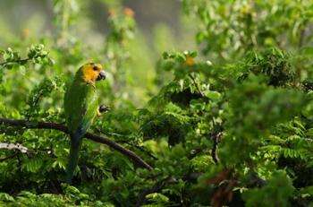 Caribbean Parakeet tropical bird, Netherlands Antilles | Obraz na stenu