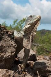 Green Iguana lizard, Slagbaai NP, Netherlands Antilles | Obraz na stenu